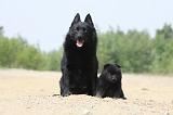 SCHIPPERKE 494